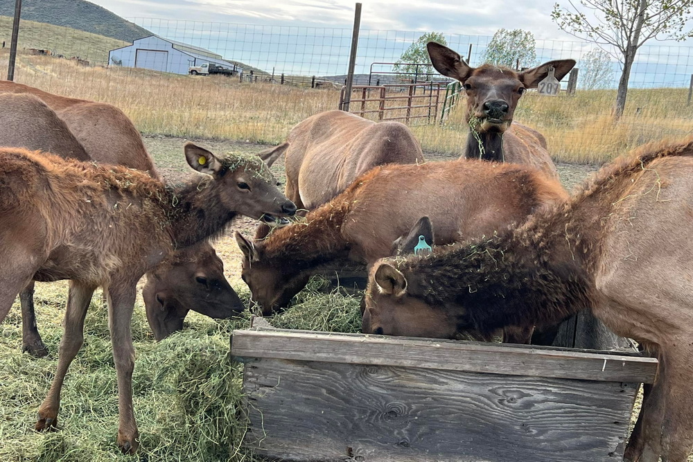 timberbutteelkranch-feeding
